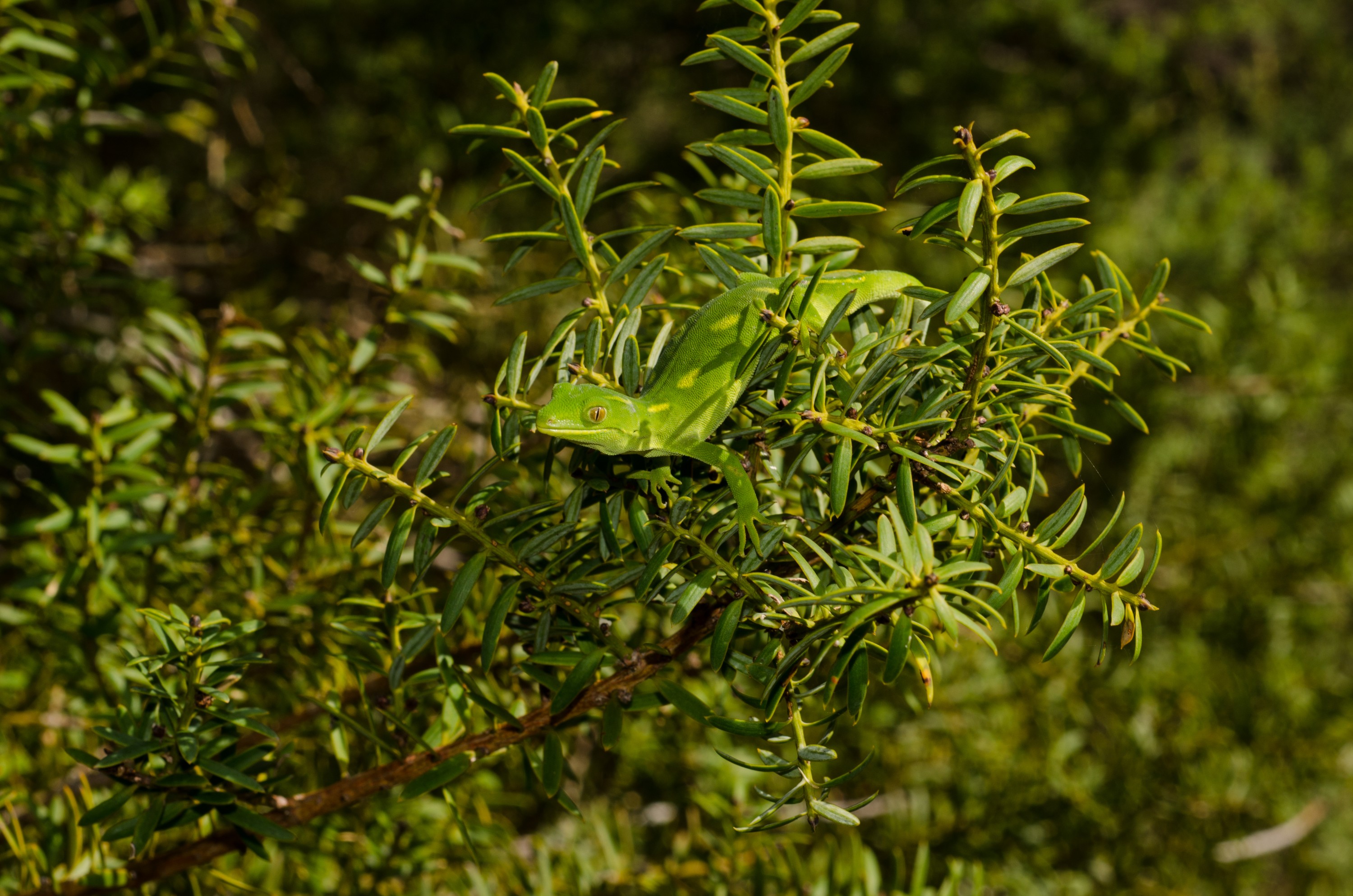 DSC_0164 – Auckland, green, gecko, Naultinus, elegans, elegans, home, lizard, Crispin, reptiles, amphibians, rare, cold, blood, new, new zealand, zealand, nz